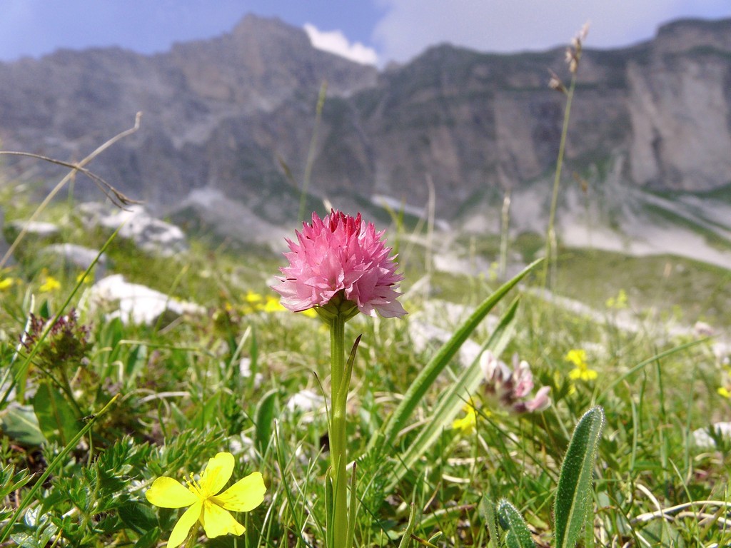 Il Gran Sasso e le orchidee - il mio omaggio al Gigante dellAppennino.